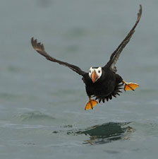 tufted puffin